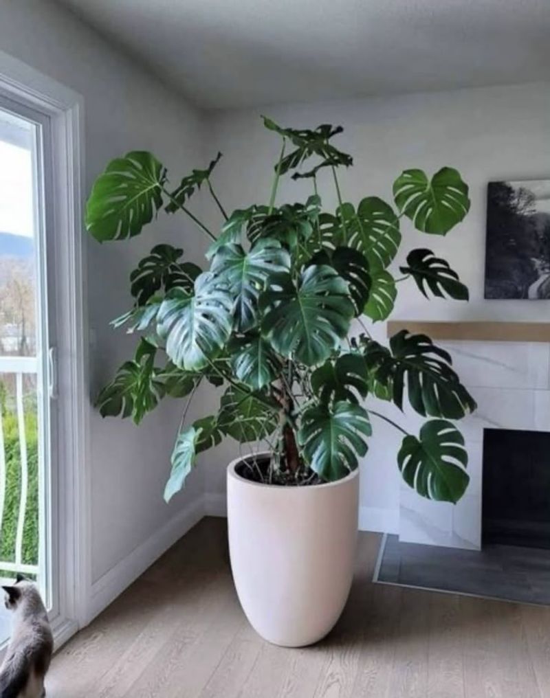 Monstera Deliciosa - The Space Invader
