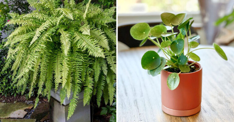 10 Plants That Outgrow Pots Too Fast (And 10 That Stay Neat and Tidy)