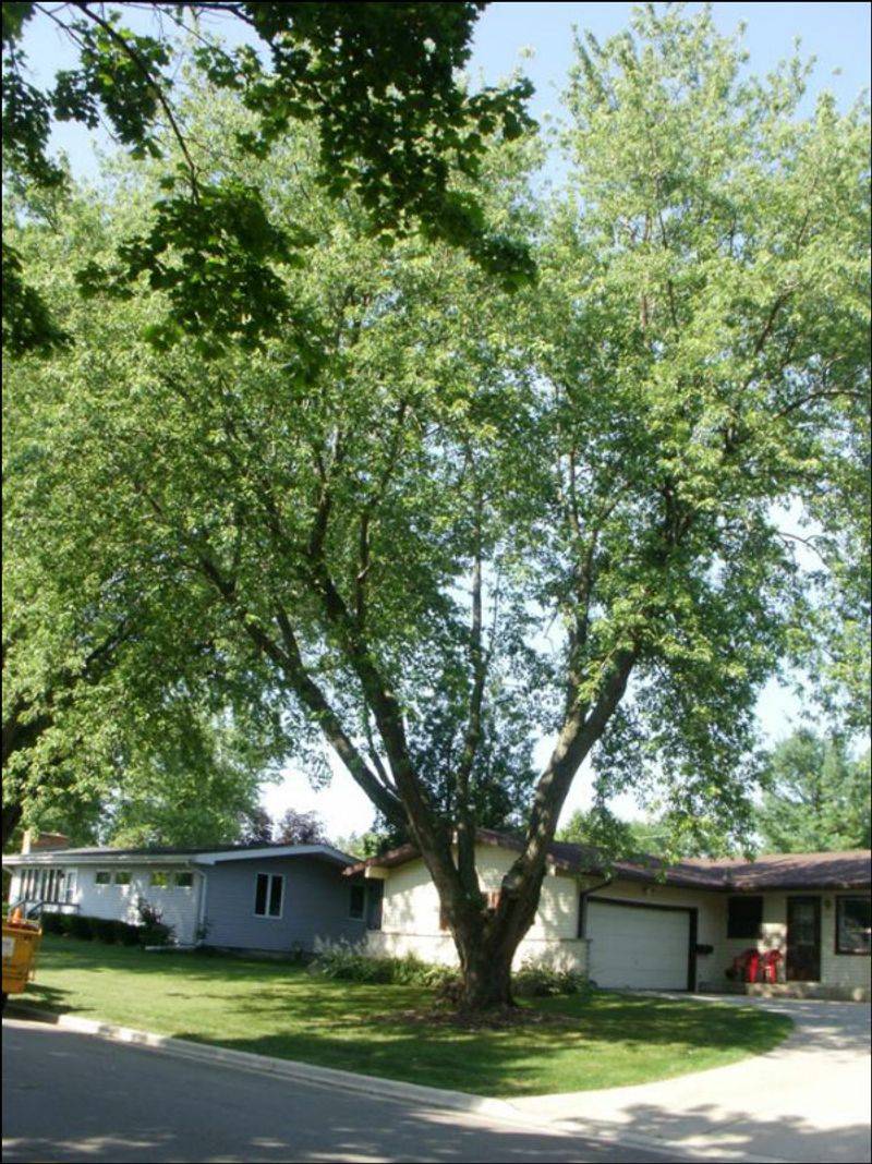 Silver Maple