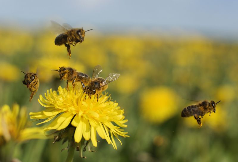 They’re a Vital Early Food Source for Pollinators