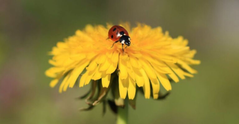 10 Reasons Why You Should Let Dandelions Grow In Your Garden