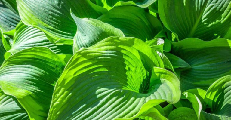 10 Secrets To Keeping Hostas Lush, Green & Beautiful In The Summer