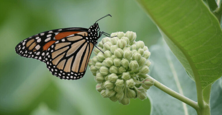 10 Small Animals You Might Notice In Your Backyard (And 10 That Mean Your Yard Is Thriving)