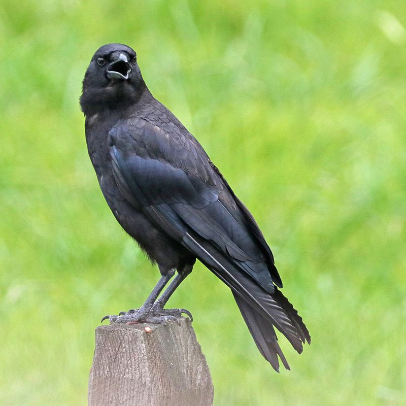 Crows: The Genius Garden Guardians