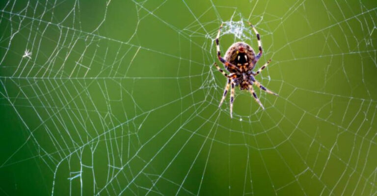 10 Wild Animals That Are Smarter Than You Think – And They’re Right in Your Garden!