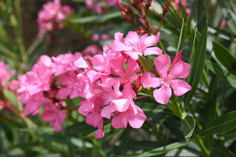 Oleander (Nerium oleander)