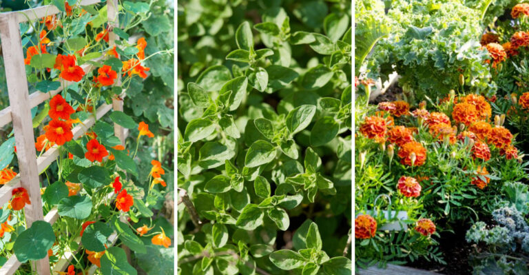 11 Cucumber Companions Have This Secret Power – 6 Others Kill Your Harvest