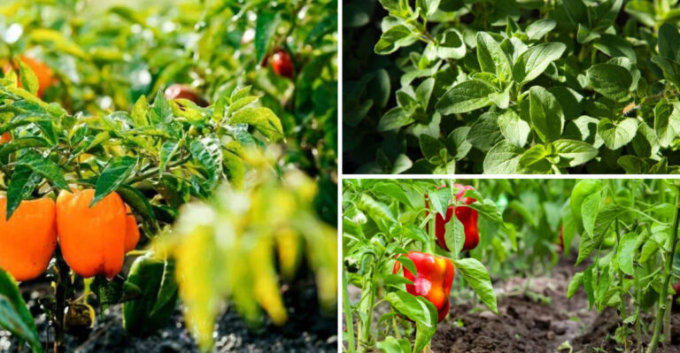 11 Perfect Plants To Grow Alongside Your Bell Peppers To Keep Them Happy (And 7 Worst Companions)