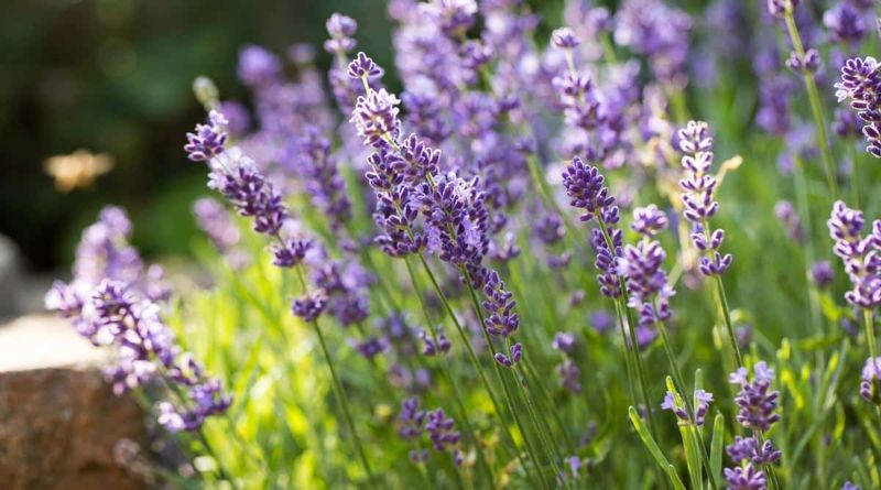 Lavender ❌ In Shade or Wet Soil