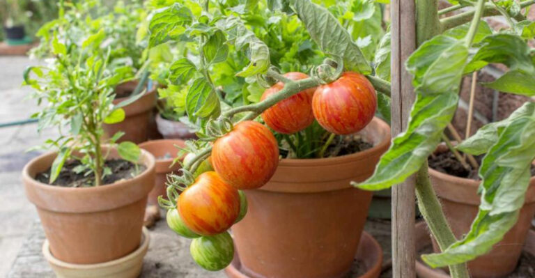 11 Plants People Keep Putting in the Wrong Spot and 9 That Will Grow Anywhere