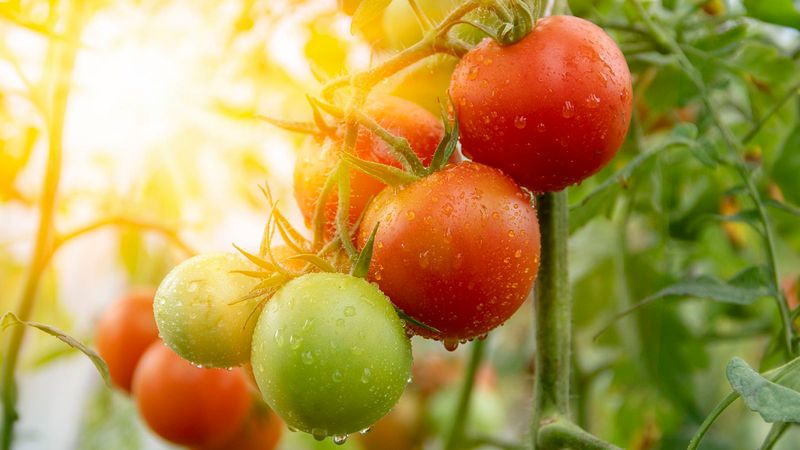 12. Light Exposure Optimization