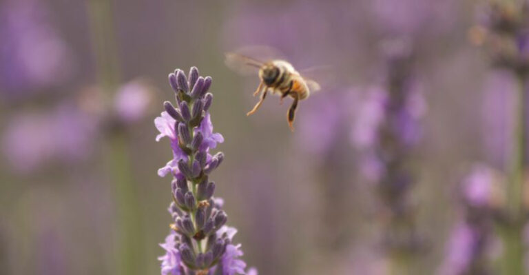 12 Beautiful Plants That Attract Pollinators in Pennsylvania Gardens