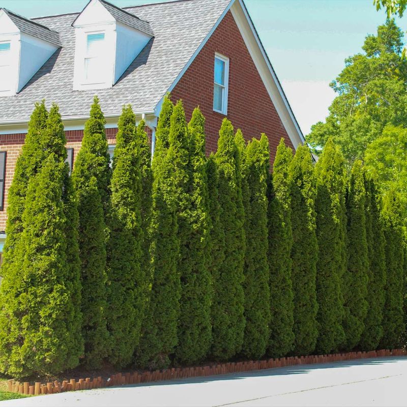 Arborvitae (Thuja occidentalis)
