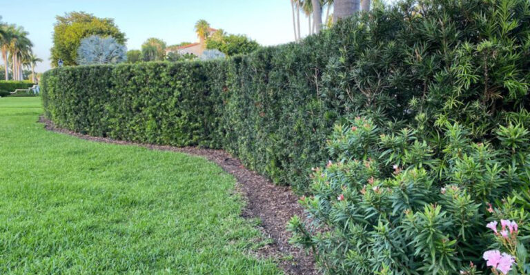 12 Fast-Growing Shrubs That Help California Gardeners Create Privacy Naturally