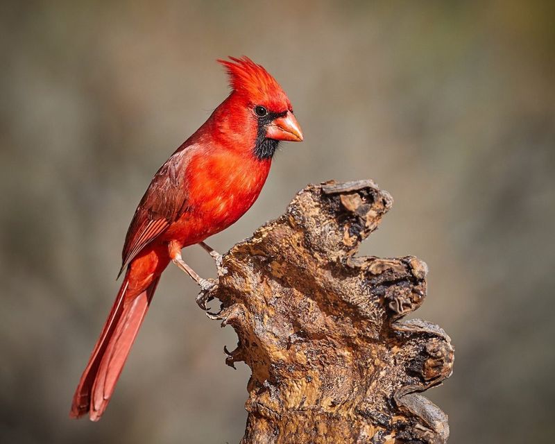Northern Cardinal (Cardinalis cardinalis)