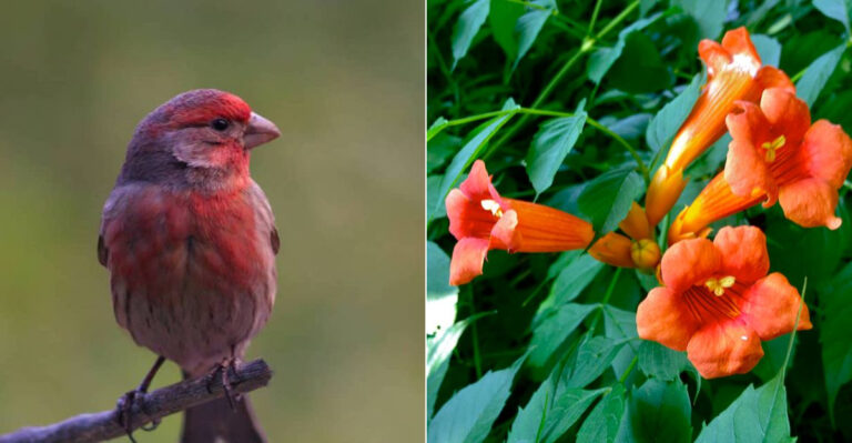12 Gorgeous Red Birds to Spot in Your Backyard (Plus 10 Best Blooms to Lure Them In)
