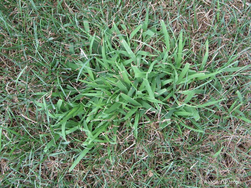 Crabgrass