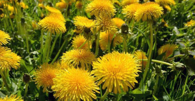 12 Lawn Weeds That Keep Spreading Across Indiana (And How to Stop Them Fast)