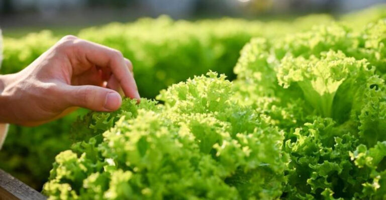 12 Leafy Greens That Tolerate Heat (And 8 That Quickly Bolt in Summer)