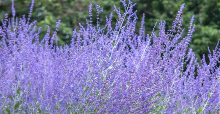 12 Perennials That Bloom from Spring to Fall and 8 That Never Stop Blooming