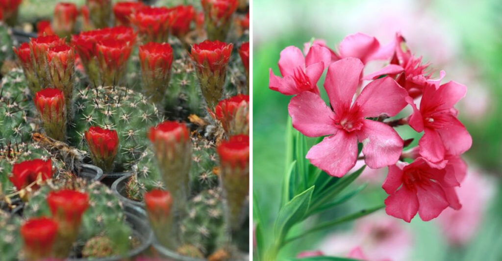 12 Plants You Should Never Water, Fertilize, or Prune in Summer (Yet Most Gardeners Still Do)