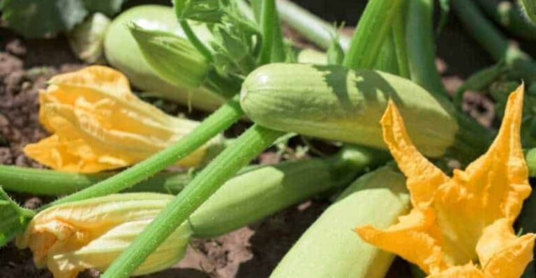 12 Quick-Growing Crops You Can Still Plant and Pick This Season
