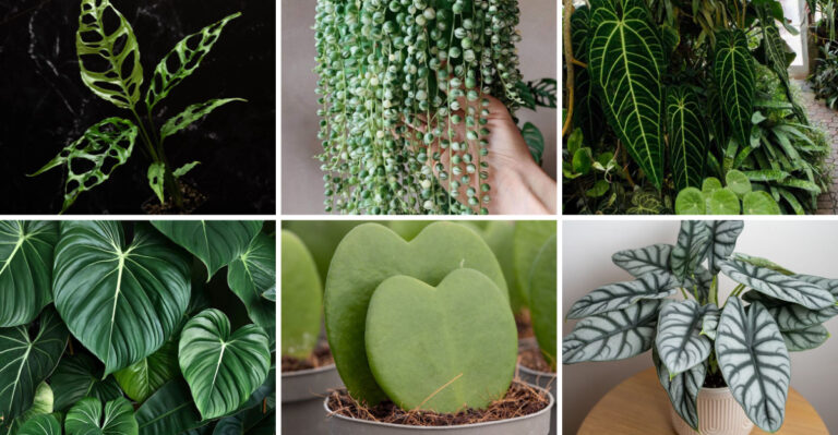 12 Rare Houseplants That Are Worth the Effort