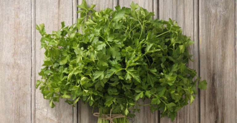 12 Reasons Why You Should Be Growing Parsley By Your Front Door