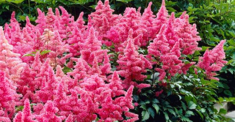 12 Shade-Loving Perennials That Help Florida Gardeners Beat the Summer Heat