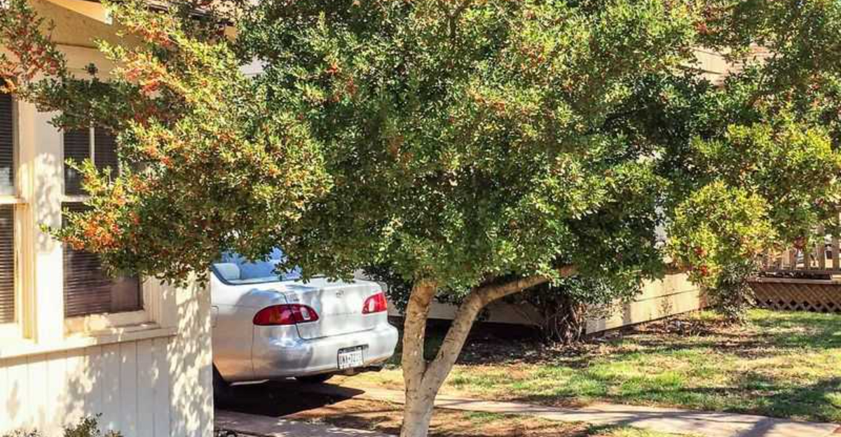 Small ornamental tree casting wide shade over patio in a suburban Texas backyard