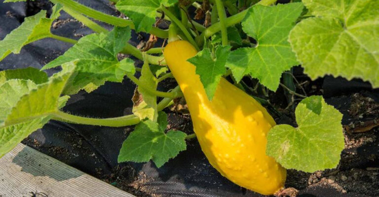12 Vegetables That Just Don’t Work in Kansas Heat (And 8 That Do)