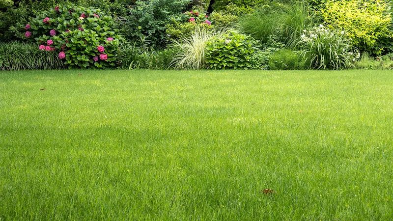 Keep Your Lawn Trimmed & Tidy