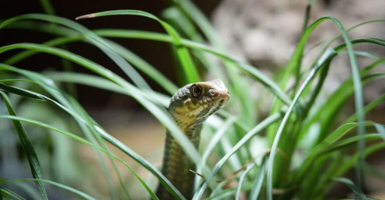 12 Ways To Keep Snakes Out of Your Yard for Good