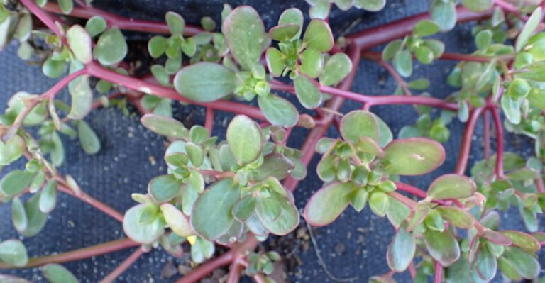 12 Weeds Ohio Gardeners Should Never Ignore (They Destroy Lawns Fast)