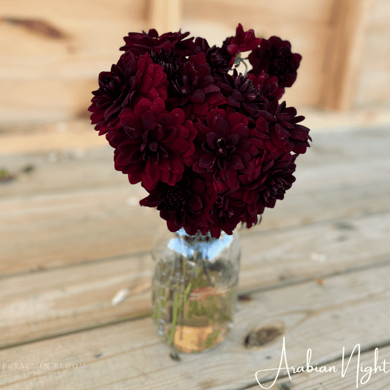 Black Dahlia (*Dahlia 'Arabian Night')