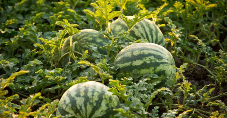 13 Crops New York Gardeners Regret Planting in Small Spaces (And What Works Better)
