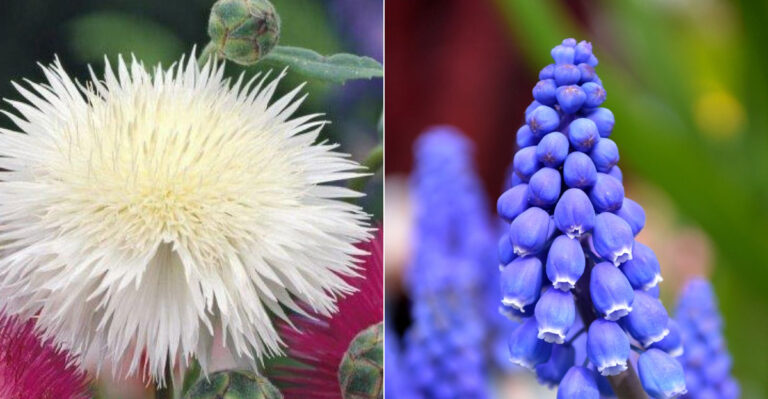 13 Flowers That Smell Like Chocolate, Popcorn, and Other Weird Things