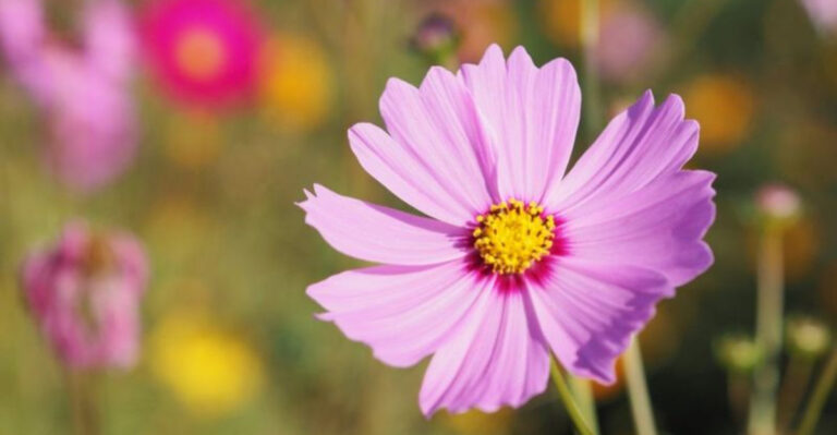 13 Gardening Tips For Growing Full Blooming Cosmos Flowers