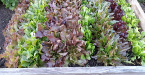 Raised garden beds flourishing with leafy greens and root vegetables in wet Arkansas spring