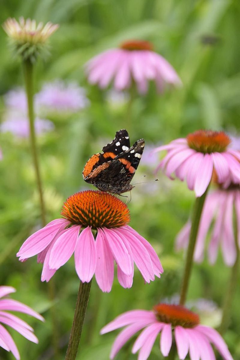 Purple Coneflower