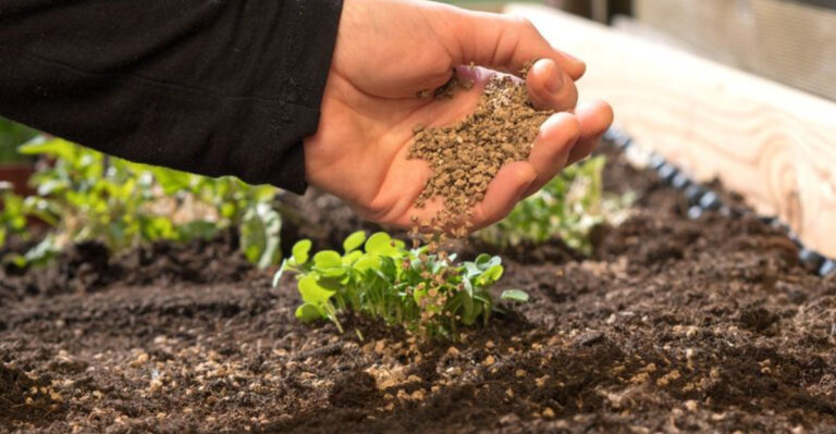 14 Fertilizer Tips That Work Wonders in North Carolina’s Sandy Soil