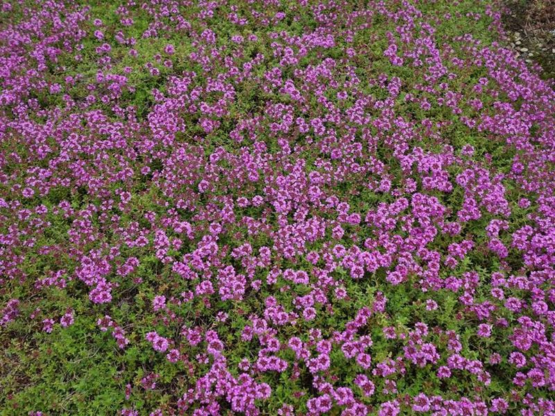 Creeping Thyme