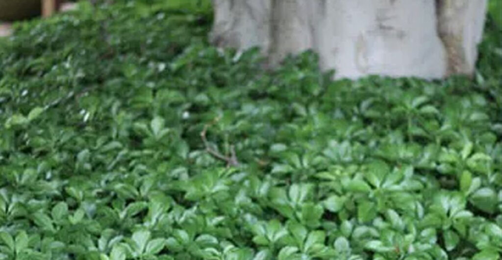 Lush ground cover plants in a Missouri garden preventing weed growth naturally