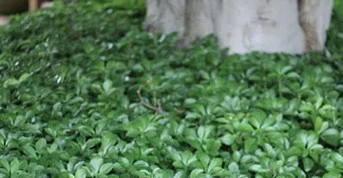 Lush ground cover plants in a Missouri garden preventing weed growth naturally