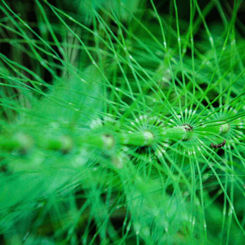 Use Silica Supplements