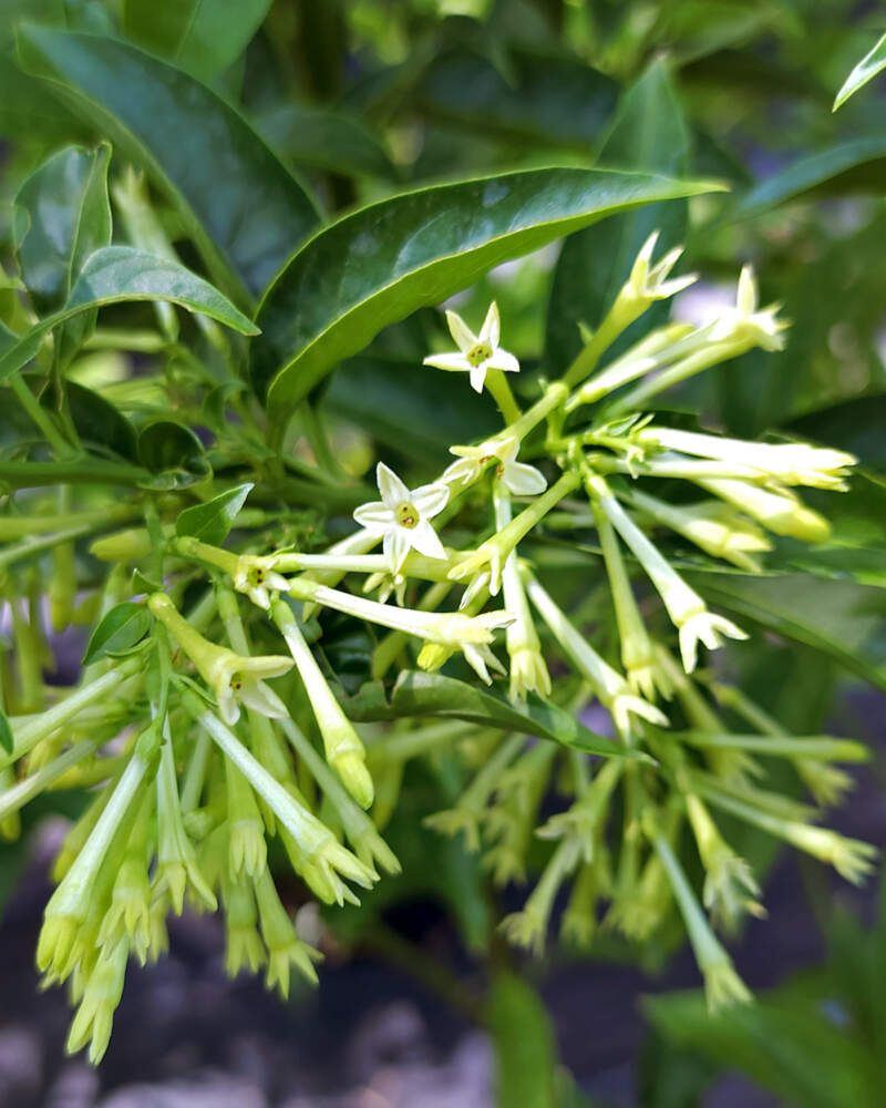 Night-Blooming Jasmine (Cestrum nocturnum)