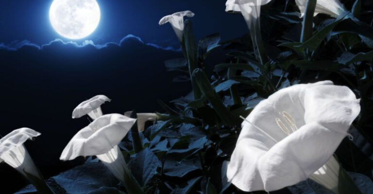 15 Balcony Flowers That Smell Incredible at Night (And Keep Mosquitoes Away)