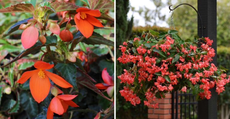 15 Begonias That Love Moist, Shady Corners (And Fill Them Fast)