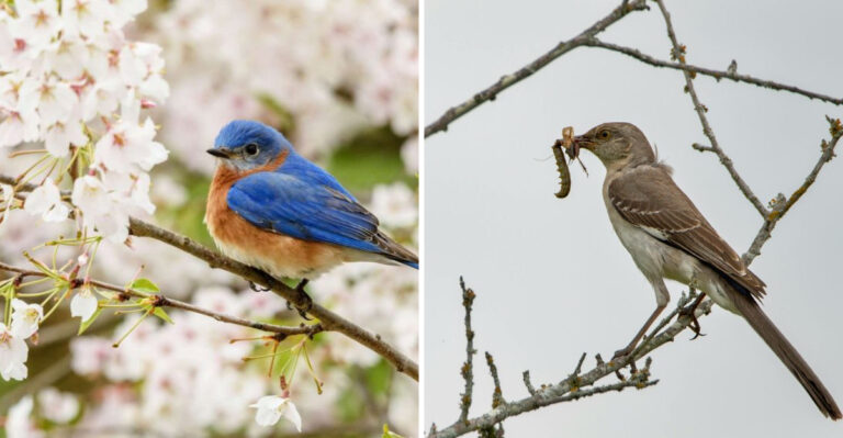 15 Benefits To Having Birds Around In Your Garden