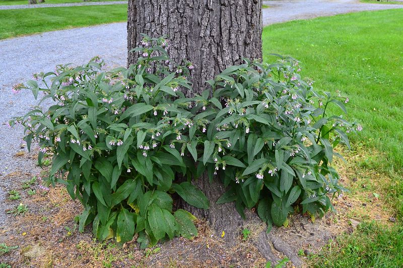 Comfrey